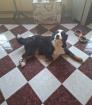 Update Bernersenenwelpen Swissydog die Babys sind da. Nur noch ein Bube und ein Mädel
